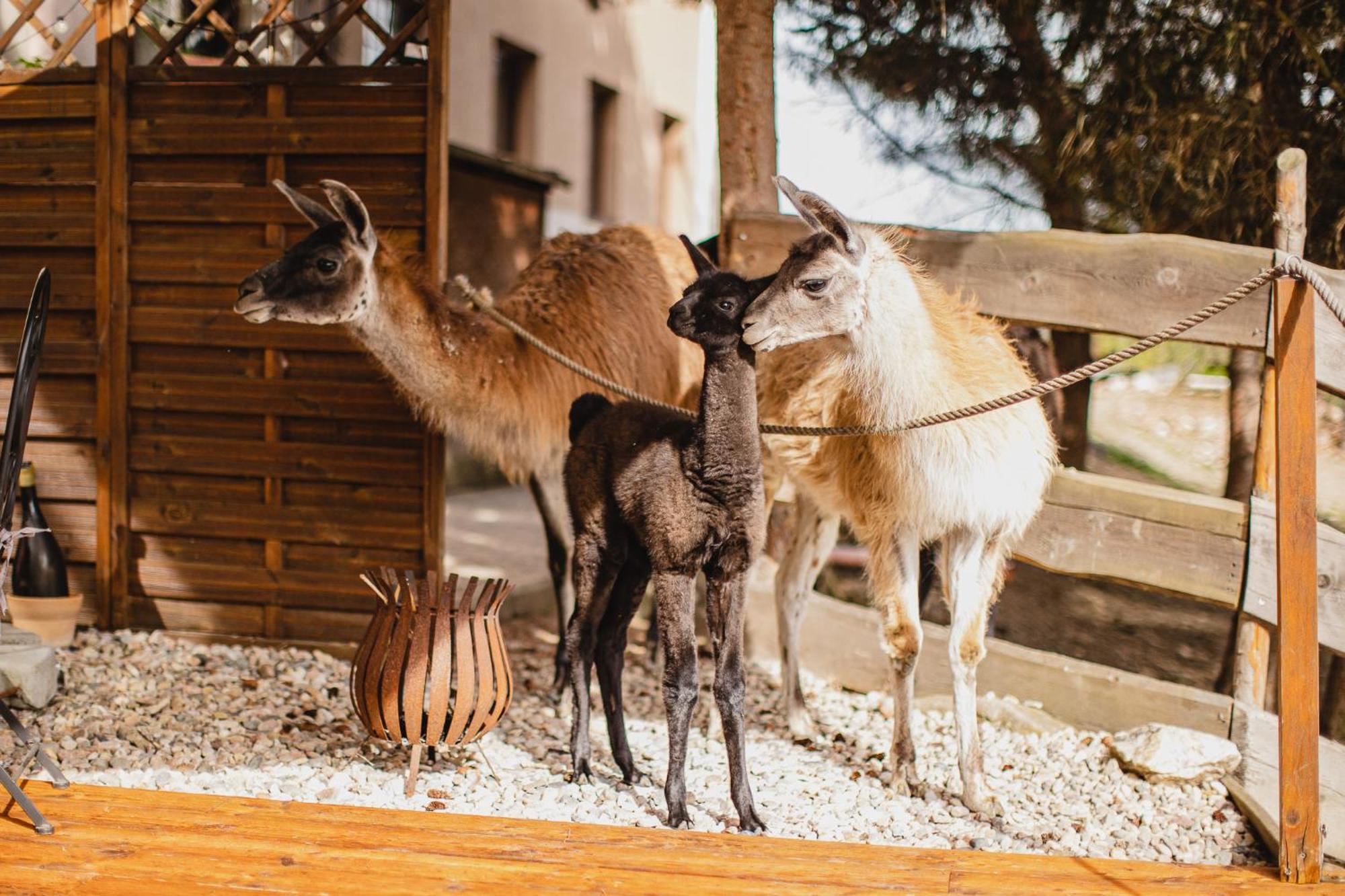 Hotel Rozkos Česká Skalice Eksteriør bilde